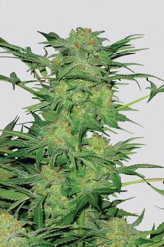 Druh semen marihuany AK-48 od Nirvana seeds